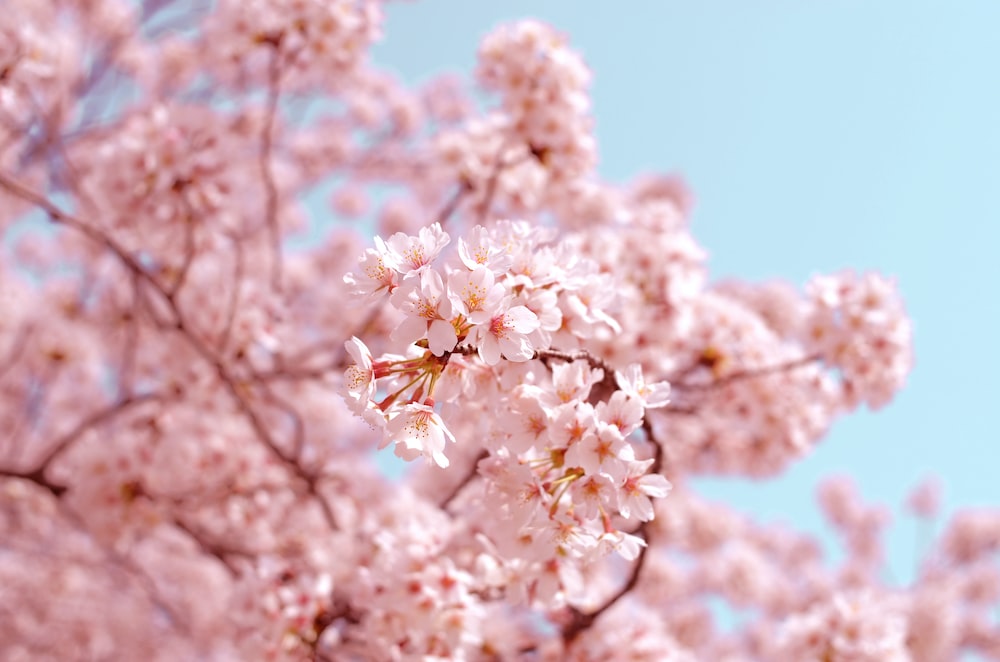 Embracing Spring Renewal